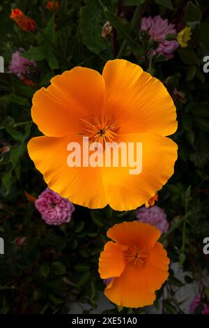 Die kalifornische Poppy Eschscholzia californica wächst in einem Garten in Großbritannien. Stockfoto