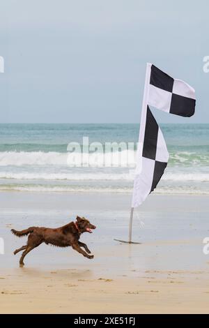 Ein Hund, der an einer schwarz-weiß karierten Sicherheitsfahne am Towan Beach in Newquay in Cornwall in Großbritannien vorbeiläuft. Stockfoto