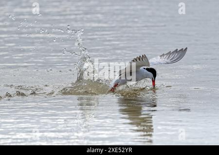 Ein elegantes Seeschwalbenfischen Stockfoto