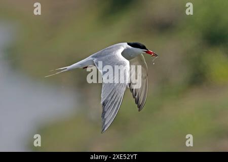 Ein elegantes Seeschwalbenfischen Stockfoto