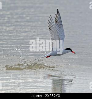 Ein elegantes Seeschwalbenfischen Stockfoto