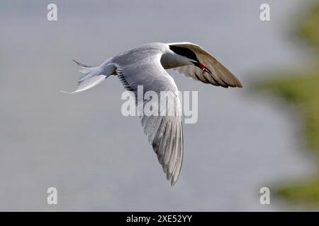 Ein elegantes Seeschwalbenfischen Stockfoto