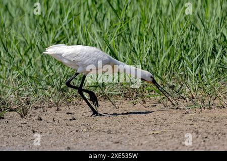 Ein Spoonbill bei Cley Marshes Stockfoto