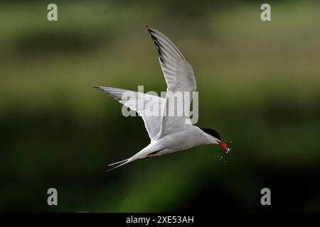 Ein elegantes Seeschwalbenfischen Stockfoto