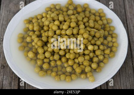 Pisum sativum, Erbse Stockfoto