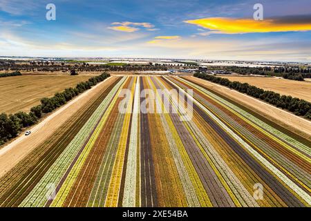 Wunderschönes gestreiftes Blumenfeld Stockfoto