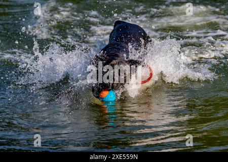 Northampton, Großbritannien. Juni 2024. Abington Park. Hunde, die Spaß haben und sich im See abkühlen, um das heiße Wetter, das wir derzeit haben, optimal zu nutzen. Quelle: Keith J Smith./Alamy Live News Stockfoto