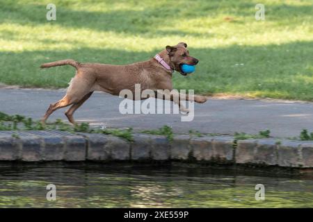 Northampton, Großbritannien. Juni 2024. Abington Park. Hunde, die Spaß haben und sich im See abkühlen, um das heiße Wetter, das wir derzeit haben, optimal zu nutzen. Quelle: Keith J Smith./Alamy Live News Stockfoto