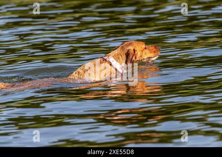 Northampton, Großbritannien. Juni 2024. Abington Park. Hunde, die Spaß haben und sich im See abkühlen, um das heiße Wetter, das wir derzeit haben, optimal zu nutzen. Quelle: Keith J Smith./Alamy Live News Stockfoto