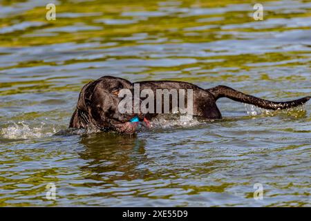 Northampton, Großbritannien. Juni 2024. Abington Park. Hunde, die Spaß haben und sich im See abkühlen, um das heiße Wetter, das wir derzeit haben, optimal zu nutzen. Quelle: Keith J Smith./Alamy Live News Stockfoto