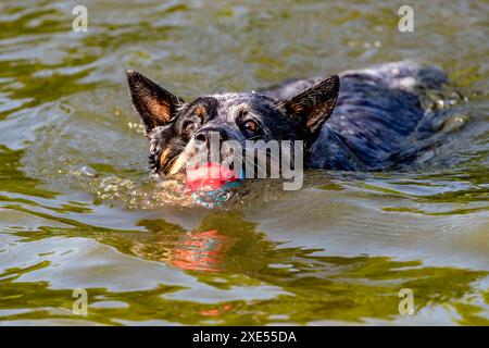 Northampton, Großbritannien. Juni 2024. Abington Park. Hunde, die Spaß haben und sich im See abkühlen, um das heiße Wetter, das wir derzeit haben, optimal zu nutzen. Quelle: Keith J Smith./Alamy Live News Stockfoto