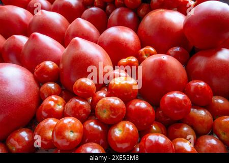 Geerntete Tomaten/Paradeiser und Mini-Tomaten/Paradeiser Stockfoto