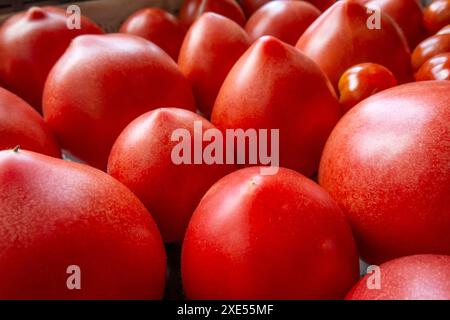 Geerntete Tomaten Stockfoto