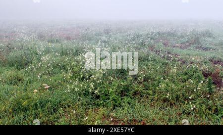 Nebel umhüllte das grüne Feld. Der Morgentau fiel auf das Gras und die Blumen. Morgenlandschaft. Eine grüne blühende Wiese. Stockfoto