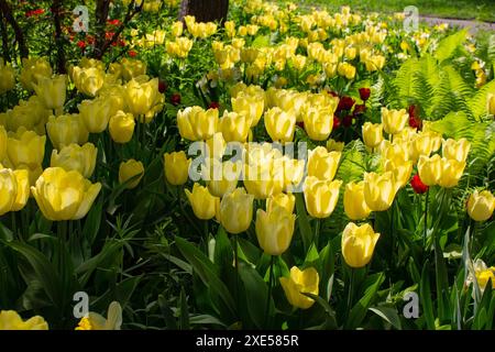 Frühlingsblühende gelbe Tulpen, Blumenhintergrund, Park-Landschaftsgestaltung. Sonniger Tag. Stockfoto