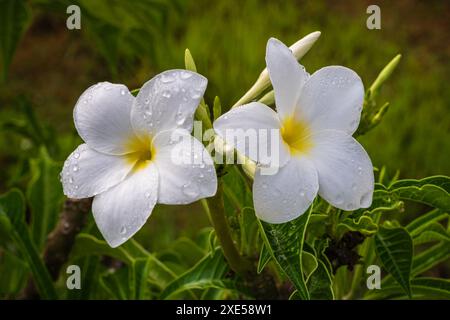 Nahaufnahme von weißen und gelben Blumen mit Regentropfen von Plumeria pudica alias goldenem Pfeil oder vergoldetem Löffel isoliert draußen auf natürlichem Hintergrund Stockfoto