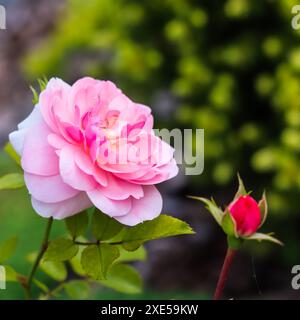 Rosa Rose Bonika mit Knospen im Garten. Perfekt für Grußkarten im Hintergrund Stockfoto