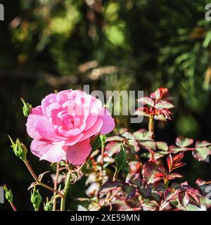 Rosa Rose Bonika mit Knospen im Garten. Perfekt für Grußkarten im Hintergrund Stockfoto