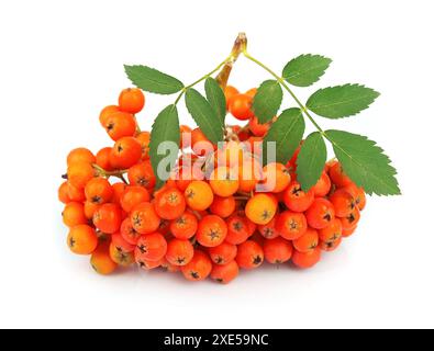 Asche-Beere Nahaufnahme Stockfoto