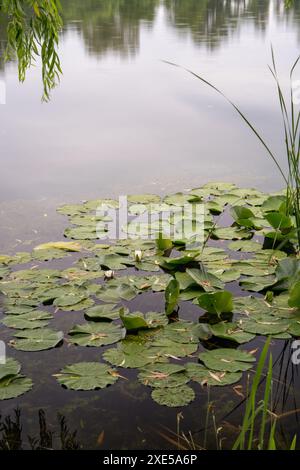 Weiße Lilien, Wasserblumen auf der Wasseroberfläche, See. Lotusblüten. Sommertag auf dem See. Stockfoto