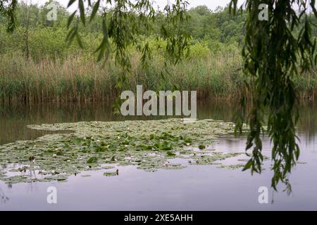 Weiße Lilien, Wasserblumen auf der Wasseroberfläche. Lotusblüten. Sommertag auf dem See. Dickes Schilf am Ufer. Im Vordergrund - hängend Stockfoto