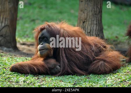 Nahaufnahme eines Orang-Utans auf grünem Gras Stockfoto