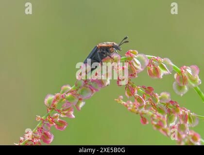 Aas-Käfer-Rothurmkäfer (Oiceoptoma thoracicum) auf Sauerampfer Common (Rumex acetosa), Dumfries, Schottland. Stockfoto