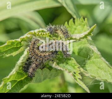 Kleiner Fuchs "Aglais urticae", Raupen auf Brennnessel Stockfoto