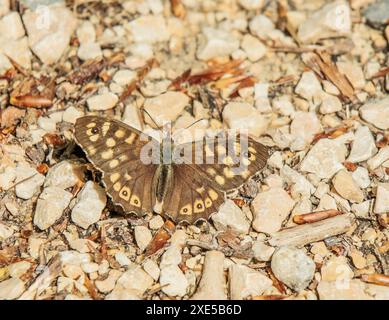 Waldbrettspiel „Pararge Aegeria“ Stockfoto