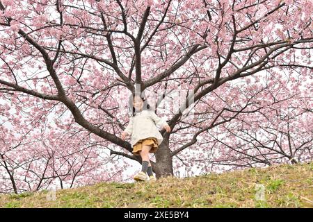 Kirschblüte und Kind Stockfoto