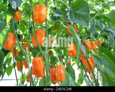 Farbige Paprika, Gewächshaus Stockfoto