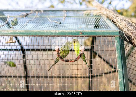 Ein paar Papageien im Käfig eines Tierparks. Hochwertige Fotos Stockfoto