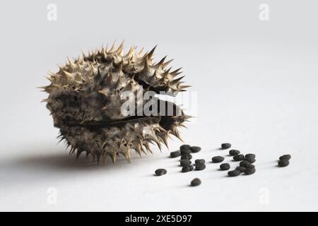 Thorn Apfel, geöffnete Samenkapsel Stockfoto