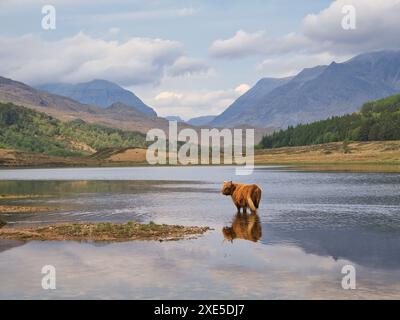 Eine Hochlandkuh genießt ein kühles Bad im Wasser von Loch Coulin, mit der berühmten Beinn Eighe Bergkette als atemberaubender Kulisse Stockfoto