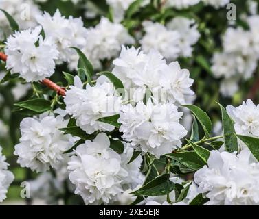 Weiße Terry-Jasmin blüht im Garten vor blauem Himmel Stockfoto