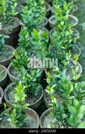 Ruscus-Jungpflanzen in Kindertöpfen Stockfoto