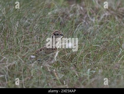 Birkhühner (Lagopus lagopus scoticus), Küken im Moorgras, Brunt Hamersland, Shetland. Stockfoto