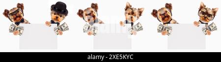 Lustige Hunde mit Krawatte und Brille, die Geld und Banner halten. Geschäftskonzept Stockfoto