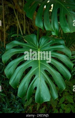 Monstera Madness: Der ultimative Leitfaden für den Anbau und die Pflege von Monstera-Pflanzen. Üppige und gesunde Monstera Pflanzen wachsen. Innenbereich Stockfoto