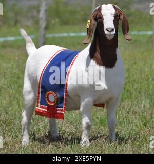 Boer weibliche Ziege in Brasilien sehr ausgezeichnet. Die Buren sind eine Rasse, die in Südafrika entwickelt wurde Stockfoto