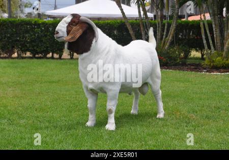 Männliche Boer Ziege sehr ausgezeichnet in Brasilien. Die Boer ist eine Rasse in Südafrika entwickelt Stockfoto