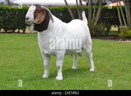 Männliche Boer Ziege sehr ausgezeichnet in Brasilien. Die Boer ist eine Rasse in Südafrika entwickelt Stockfoto