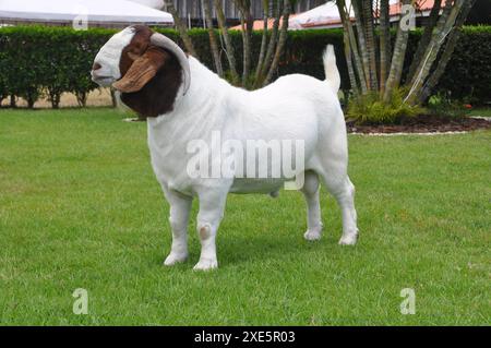 Männliche Boer Ziege sehr ausgezeichnet in Brasilien. Die Boer ist eine Rasse in Südafrika entwickelt Stockfoto