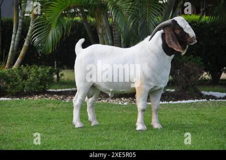 Männliche Boer Ziege sehr ausgezeichnet in Brasilien. Die Boer ist eine Rasse in Südafrika entwickelt Stockfoto