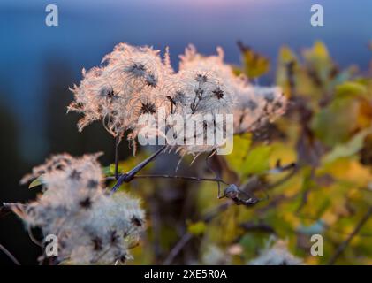 Blüte, Hintergrund, Clematis vitalba, Bart des alten Mannes, Freude des Reisenden, Pflanze, Sonnenuntergang, alpen, Berge, Natur, Landschaft, Flora, Wildblume Stockfoto