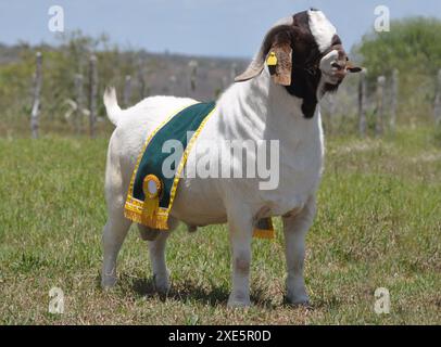 Männliche Boer Ziege sehr ausgezeichnet in Brasilien. Die Boer ist eine Rasse in Südafrika entwickelt Stockfoto