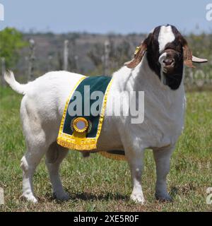Männliche Boer Ziege sehr ausgezeichnet in Brasilien. Die Boer ist eine Rasse in Südafrika entwickelt Stockfoto