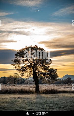 Morgentau, Tau, Baum, einsamer Baum, Moor, moorwiesen, Sümpfe, Gras, Landschaft, Moorlandschaft, Baum, Wiese, gefroren Stockfoto