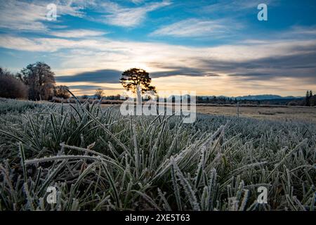 Morgentau, Tau, Baum, einsamer Baum, Moor, moorwiesen, Sümpfe, Gras, Landschaft, Moorlandschaft, Baum, Wiese, gefroren Stockfoto