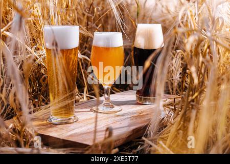 Helle, ungefilterte und dunkle Gläser Bier auf einem Weizenfeld Stockfoto